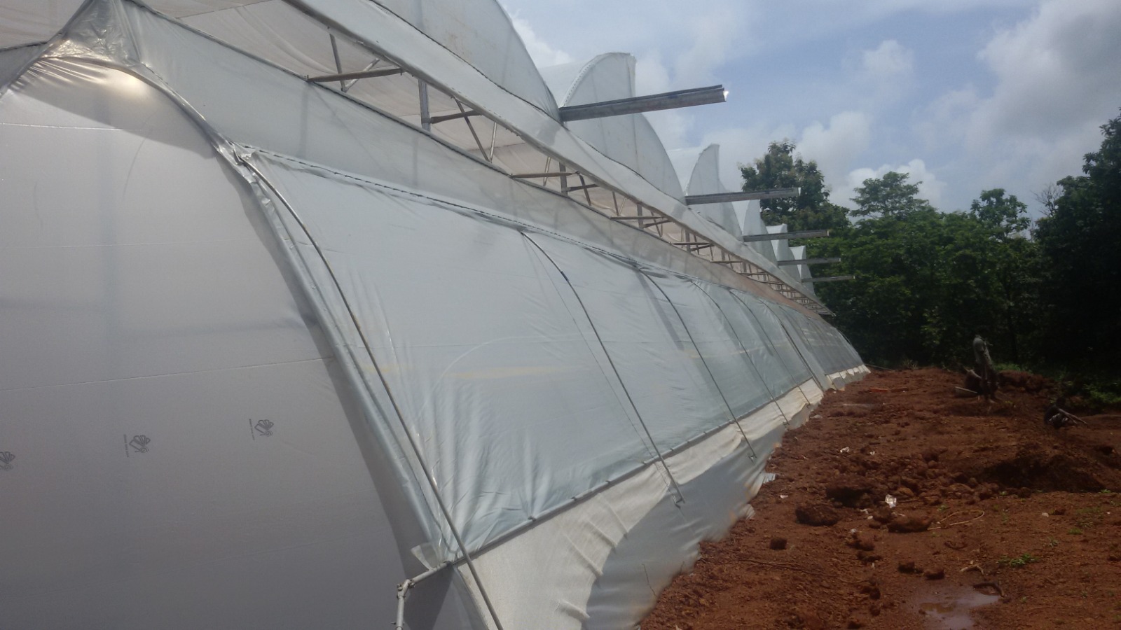 Greenhouse Project 49